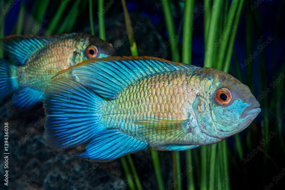 Wall mural Portrait of cichlid fish (Andinoacara sp.) in aquarium