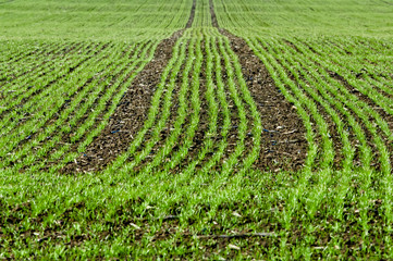 Crop of young seedlings in an agricultural field in spring