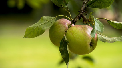 Pair of Apples