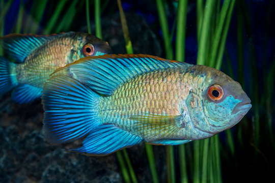 Portrait of cichlid fish (Andinoacara sp.) in aquarium