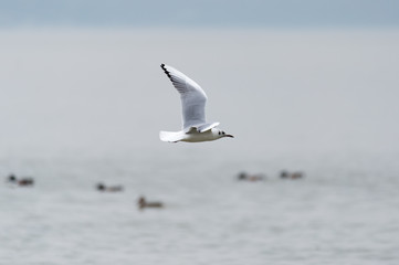 A flying seagull