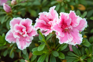 Obraz premium pink rhododendron flowers