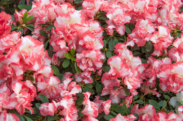 Fototapeta premium pink rhododendron flowers