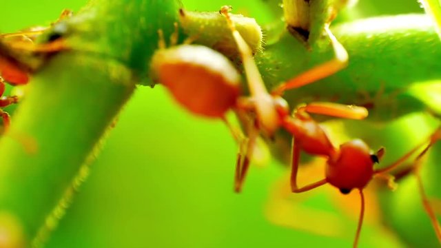 Red Ants farming and eating the honeydew release by the aphids share a relationship of mutualism