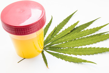Cannabis or marijuana urine test. Laboratory urine container stands on green leaf of hemp on white...