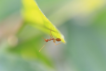World of ant / Ants working