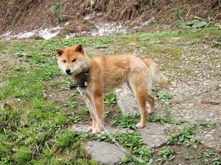 Shiba dog