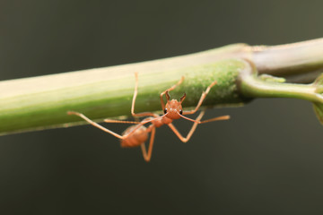 World of ant / Ants working
