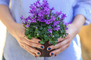 Woman holding blooming campanula flowers close up photo
