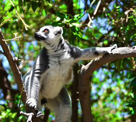 Lemur trepando