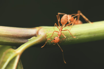 World of ant / Ants working