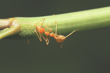 World of ant / Ants working