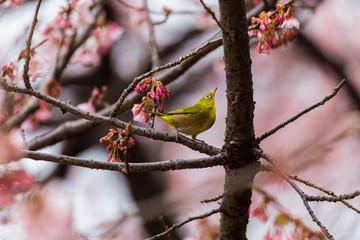 The Japanese White eye.The background is winter cherry blossoms. Located in Tokyo Prefecture Japan.