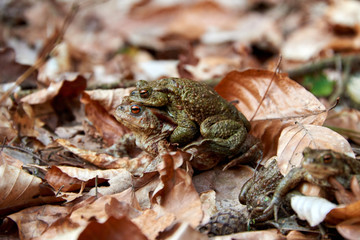 toad migration to lake in forest