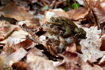 toad migration to lake in forest