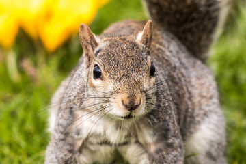Naklejka na ściany i meble Grey squirrel close up in the park