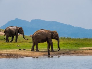 Obraz na płótnie Canvas Two beautiful giant Asian elephants elephant couple standing near a lake riverbed in an island of a national park in Sri Lanka