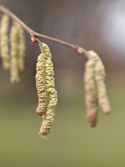 Naklejka premium Haselnussblüte im Park