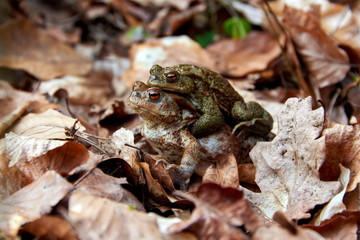 toad migration to lake in forest