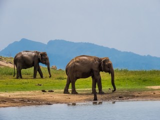 Two beautiful giant Asian elephants elephant couple standing near a lake riverbed in an island of a national park in Sri Lanka