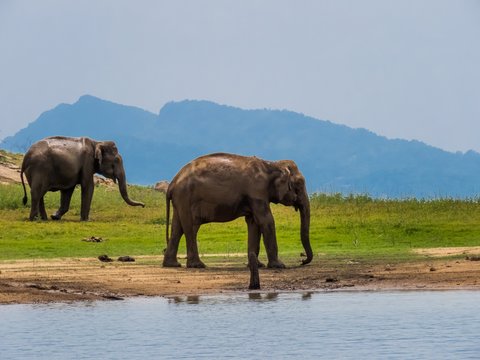 Two beautiful giant Asian elephants elephant couple standing near a lake riverbed in an island of a national park in Sri Lanka