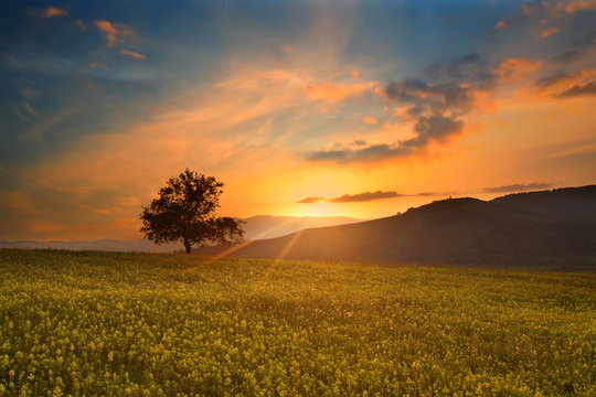 Fototapeta magical sunrise with tree in summer sunset golden fields