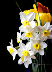 white springtime daffodil flower isolated on black background