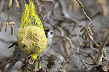 Spatz am Knödel