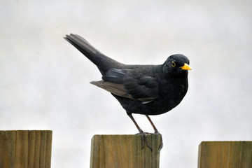 Amsel