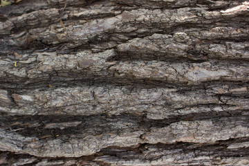 wood background