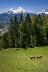 Cows in front of the impressive watzmann, Germany
