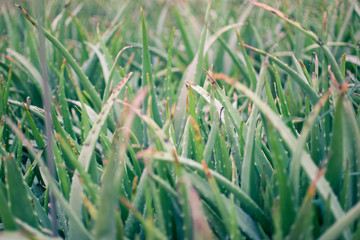 aloe vera 