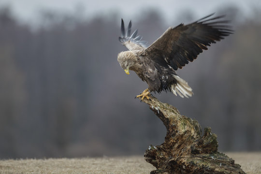 White tailed eagle on an old stump