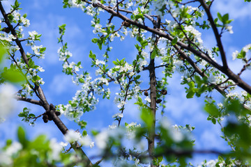 Blossom tree over nature background/ Spring flowers/Spring Background