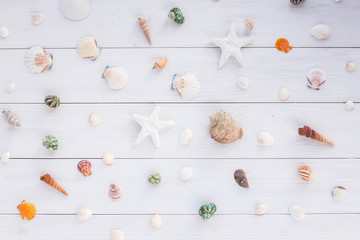 Sea shells on white wooden background. Flat lay.