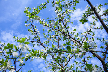 Blossom tree over nature background/ Spring flowers/Spring Background