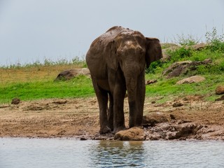 Naklejka na ściany i meble Giant Asian Elephant having a Mud water muddy bath as a sunscreen and insect repellent near lake riverbed in a National Park in Sri Lanka