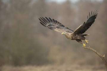 White-tailed eagle taking off