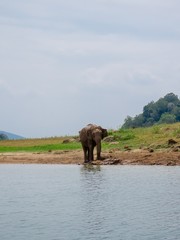 Obraz na płótnie Canvas Giant Asian Elephant having a Mud water muddy bath as a sunscreen and insect repellent near lake riverbed in a National Park in Sri Lanka