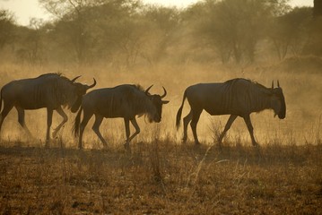 Wildebeests, Tarangire National Park, Tanzania