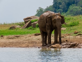 Fototapeta na wymiar Giant Asian Elephant having a Mud water muddy bath as a sunscreen and insect repellent near lake riverbed in a National Park in Sri Lanka