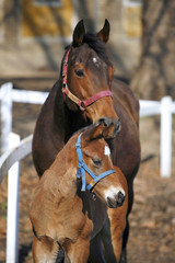 Fototapeta premium Few weeks old foal looking over corral fence