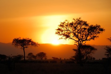 Naklejka na ściany i meble Acacia trees at sunset, Tarangire National Park, Tanzania