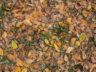 died leaves on background