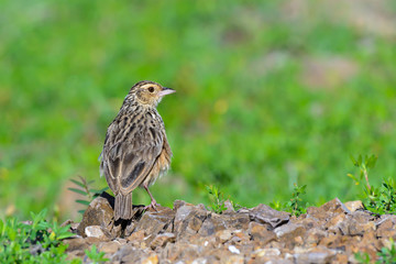 Orange-bellied Flowerpecker or Dicaeum trigonostigma, beautiful bird on branch in Thailand.
