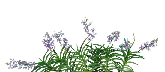 Wild orchid flowers with green leaves in tropical rainforest isolated on white background, clipping path included.