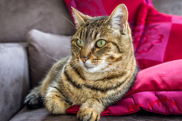chat sur le canapé