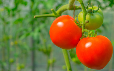 Ripe red tomatoes growing on tomatoes plant branch in hydroponics farm.