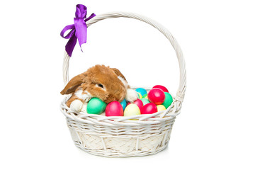 Beautiful domestic rabbit in basket with eggs