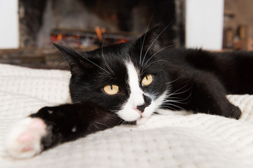 cat lying near a fireplace at home